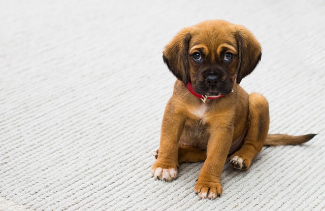 puppy dog eyes