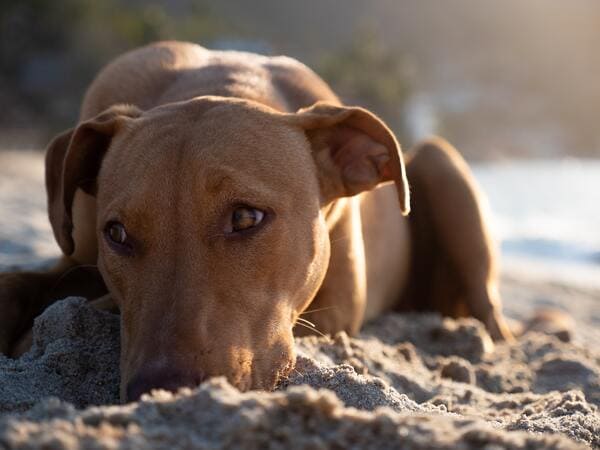 thoughtful dog in the sand