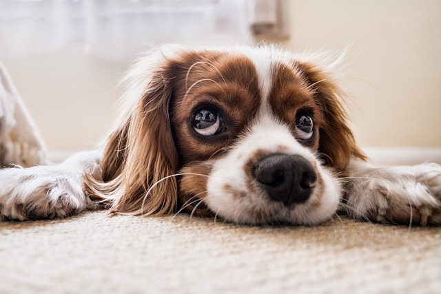 Irresistible Puppy Dog Eyes