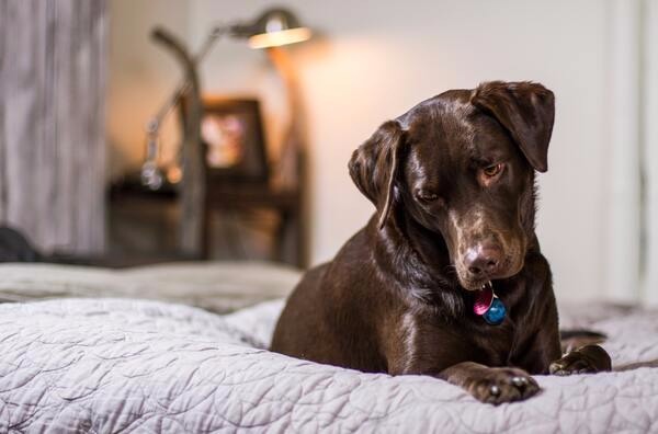 what causes insomnia in dogs