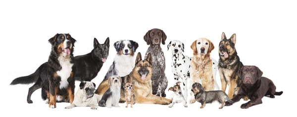 How Many Dog Breeds Are There?