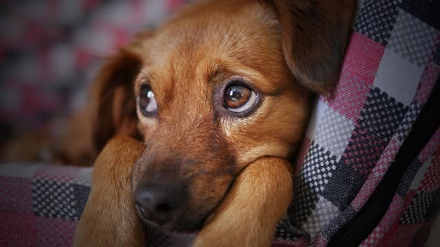 Fear-Periods-in-Your-Puppy-Socialization