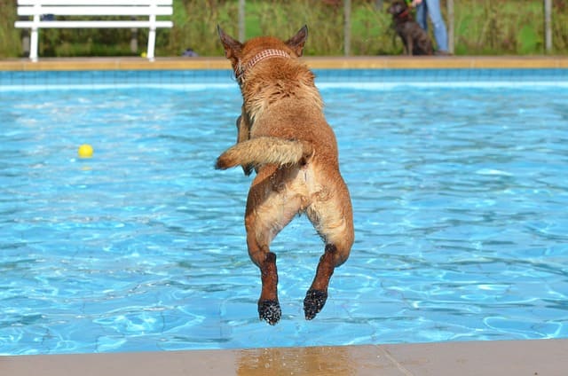 Pool-therapy-for-dogs