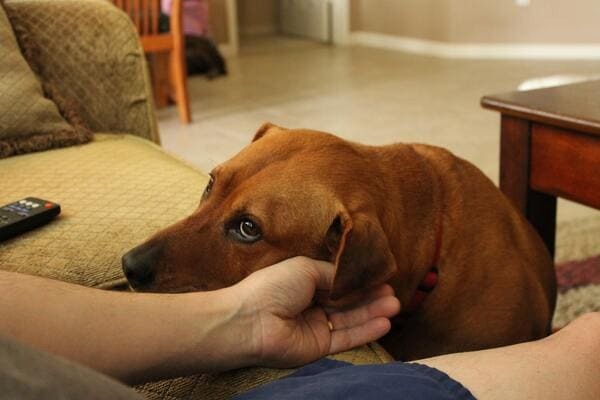 dog-gets-jealous-when-we-hug