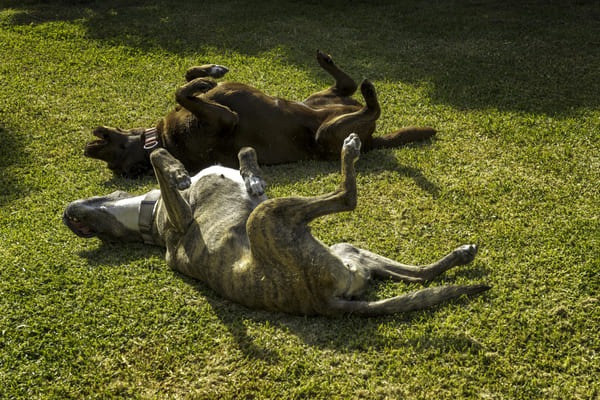 dogs-lay-on-their-backs