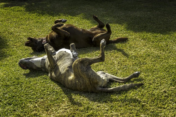 why do dogs like to roll on their backs