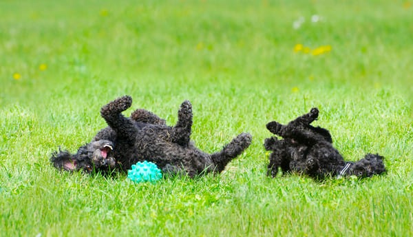 dogs roll on their backs