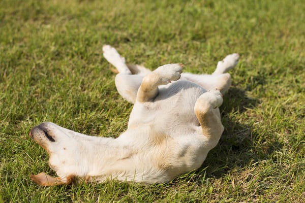 why do dogs like to roll on their backs