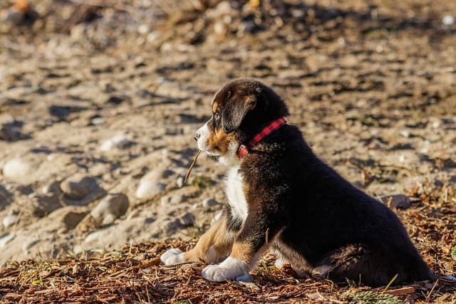 fear-periods-for-puppies