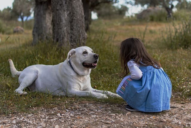 how-do-puppies-choose-their-favorite-person