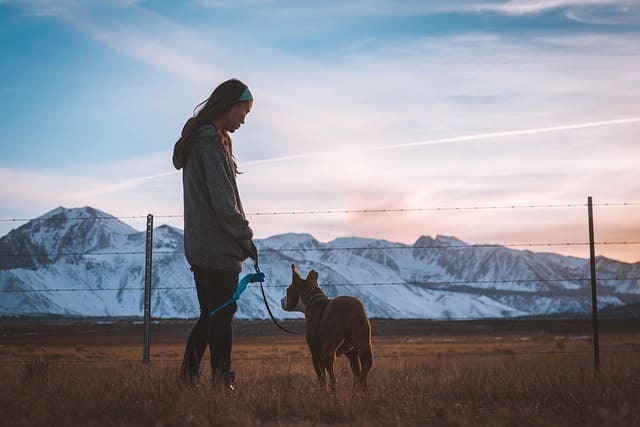 how-dogs-choose-their-favourite-person