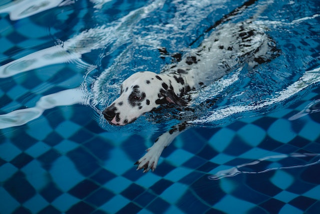 Canine Hydrotherapy