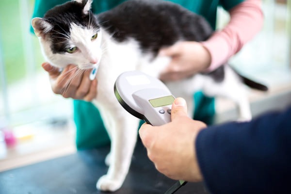 veterinary-medicine-demand