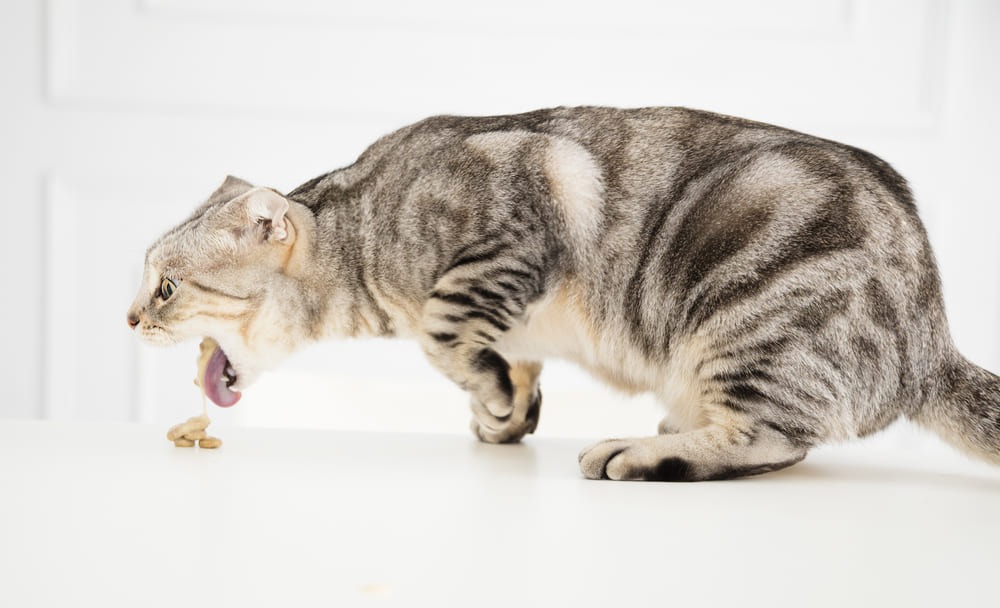 Cat not store eating vomiting foam