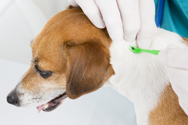 how-to-remove-ticks-from-dog-fur
