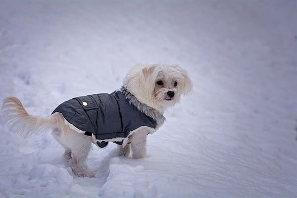 pet safety in cold weather