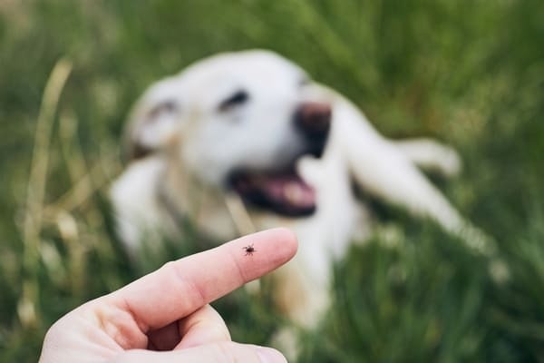 removing ticks from dogs ears