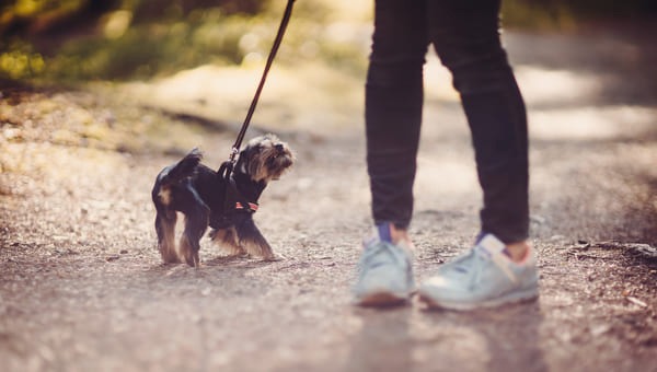 what to do when your dog is mad at you