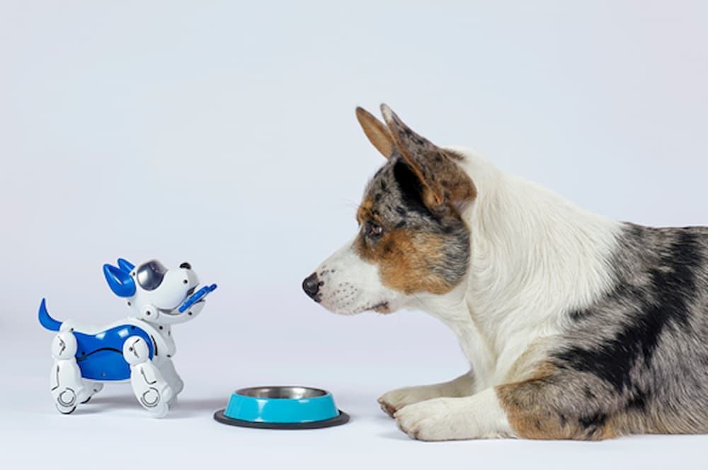 Robotic Pets, Real Comfort? What the Research Says